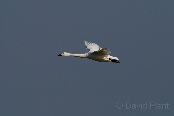 Bewick's swan flying - E.jpg - Bewick's swan in flight - Slimbridge